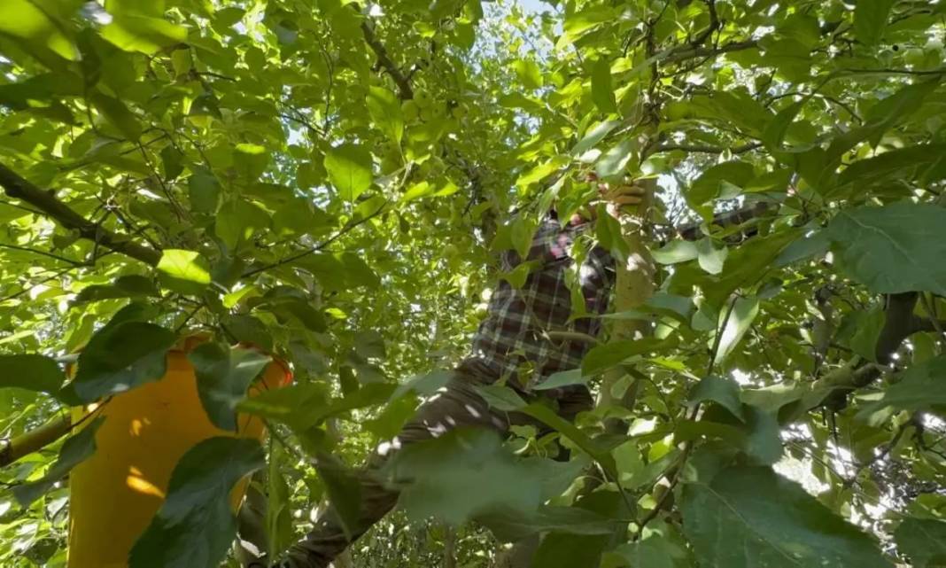 Isparta’da Rekolte Kaybı Yüzde 80’e Ulaştı! Elma Krizi Kapıda 7